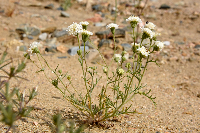 Esteve’s Pincushion has green or gray-green leaves, both basal and along stems. The leaves are alternate and concentrated on the lower stems. Note leaves are pinnatifid or even bi-pinnatifid. Chaenactis stevioides Esteve’s Pincushion has green or gray-green leaves, both basal and along stems. The leaves are alternate and concentrated on the lower stems. Note leaves are pinnatifid or even bi-pinnatifid. Chaenactis stevioides